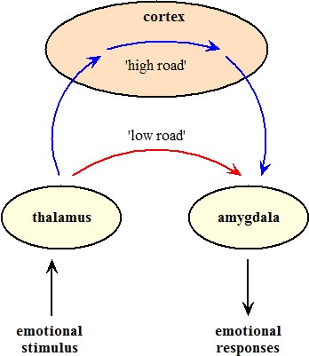Amygdala (ký ức xúc cảm)