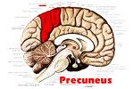 precuneus-2